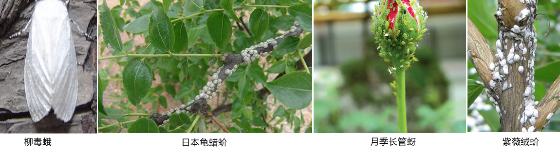 chonghai